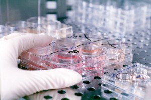 Rybnik Niewiadom laboratoryjne badanie krwi, ceny