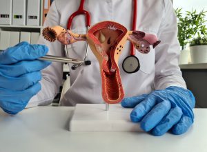 Lekarz ginekolog przedstawia model żeńskiego układu rozrodczego podczas konsultacji lekarskiej. /Źródło: 123rf.com
