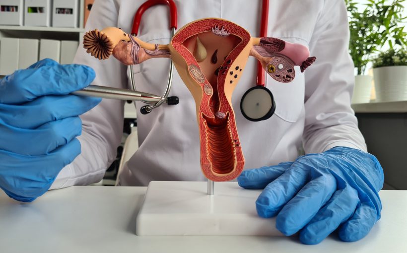 Lekarz ginekolog przedstawia model żeńskiego układu rozrodczego podczas konsultacji lekarskiej. /Źródło: 123rf.com