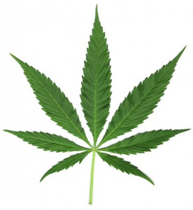 Lecznicza marihuana powinna być legalna