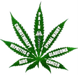 Lecznicza marihuana 