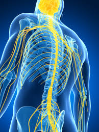neurolog nowy sącz, specjalista neurologii, lekarz neurolog w nowym sączu, poradnia neurologiczna, choroby neurologiczne, układ nerwowy, choroby układu nerwowego