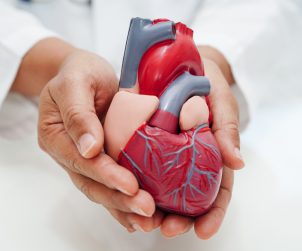 Lekarz trzyma w dłoni model serca. /Źródło: 123rf.com