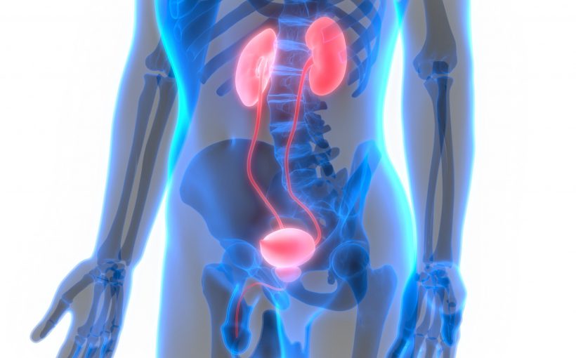 Podświetlone poszczególne narządy układu moczowego mężczyzny. /Źródło: 123rf.com