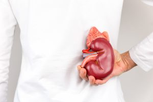 Lekarz nefrolog trzyma w dłoni, trzymanej na plecach, anatomiczny model nerki. /Źródło: 123rf.com