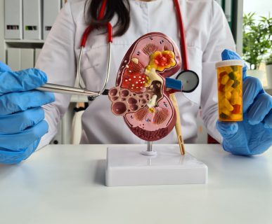 Lekarz nefrolog ubrany w biały sterylny fartuch wskazuje na model anatomiczny nerki. /Źródło: 123rf.com