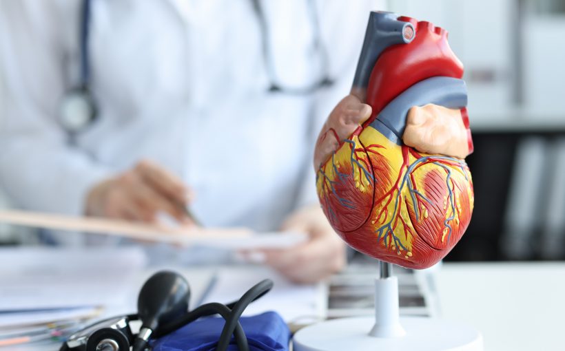 Model anatomiczny serca na tle lekarze przeprowadzającego konsultację kardiologiczną. /Źródło: 123rf.com