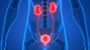 Anatomia narządów ludzkiego ciała. /Źródło: 123rf.com