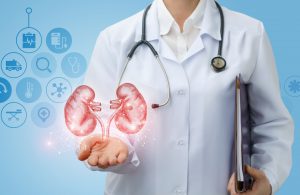 Lekarz urolog wyciąga dłoń, na której ma pokazaną grafikę układu moczowego. /Źródło: 123rf.com