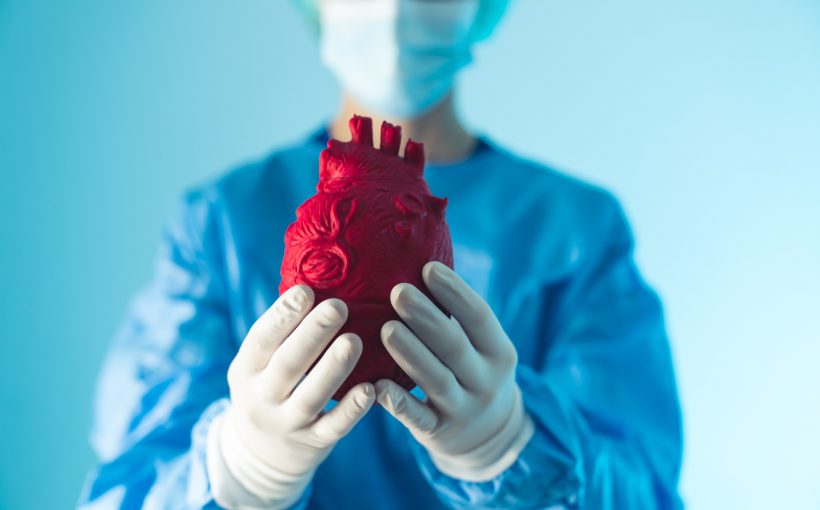 Lekarz kardiolog trzyma w dłoni model serca. /Źródło: 123rf.com