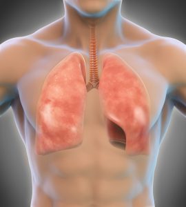Grafika mężczyzny z uwidocznionymi płucami. /Źródło: 123rf.com