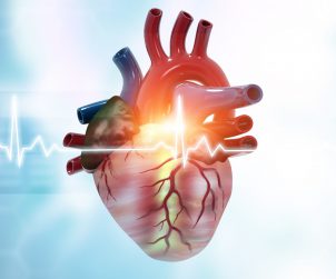 Grafika anatomii ludzkiego serca. /Źródło: 123rf.com