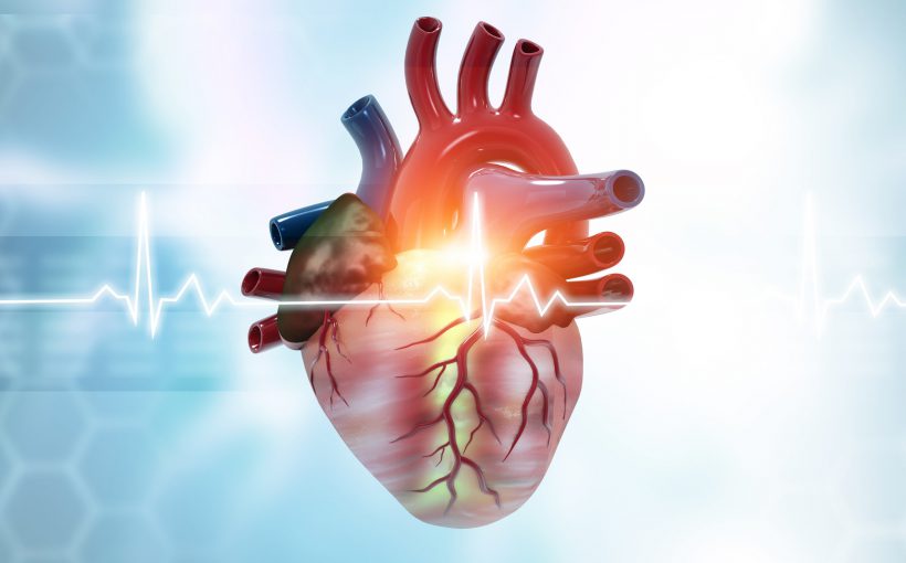 Grafika anatomii ludzkiego serca. /Źródło: 123rf.com