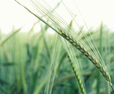Źdźbło zielonego jęczmienia na tle pola. /Źródło: 123rf.com