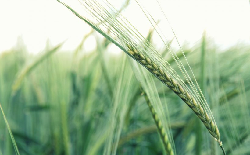 Źdźbło zielonego jęczmienia na tle pola. /Źródło: 123rf.com