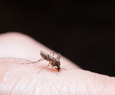 Komar żywiący się krwią człowieka. /Źródło: 123rf.com