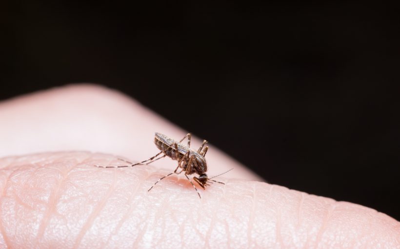 Komar żywiący się krwią człowieka. /Źródło: 123rf.com