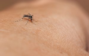 Komar wkłuwający się w ludzką skórę w celu pożywienia. /Źródło: 123rf.com