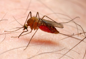Ugryzienie przez komara - jak sobie radzić?