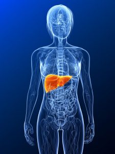 Anatomia kobiety z wyraźnie podświetloną wątrobą. Źródło: 123rf.com