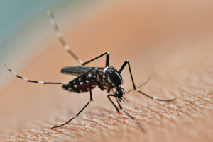 Wirus przenoszony przez komary może być alternatywą w leczeniu glejaka!