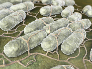 Salmonella - groźna szczególnie latem?!