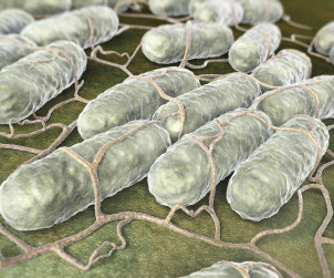Salmonella - groźna szczególnie latem?!