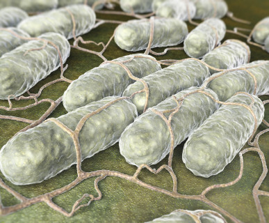 Salmonella - groźna szczególnie latem?!