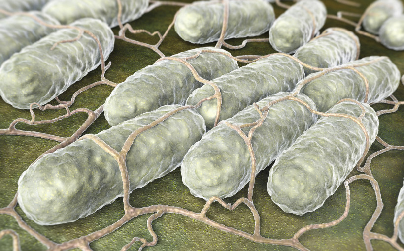 Salmonella - groźna szczególnie latem?!